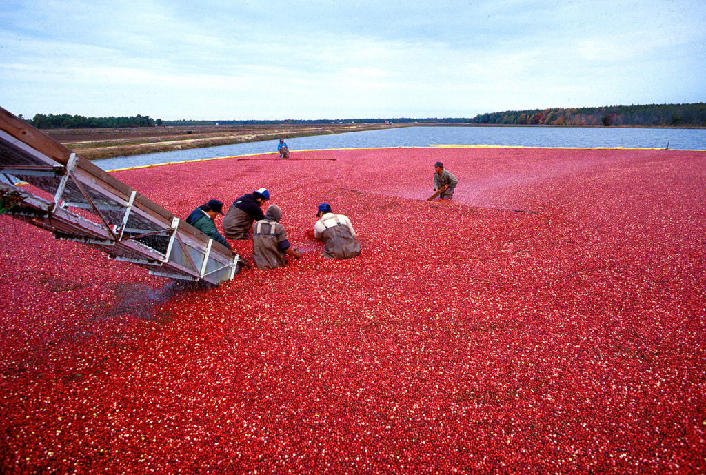cranberry bogs a must visit in new england