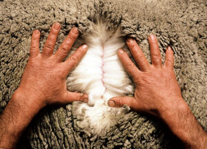 a man showing merino wool on merino sheep