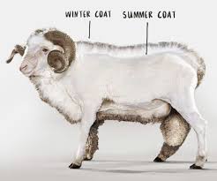 Merino sheep winter and summer wool coat