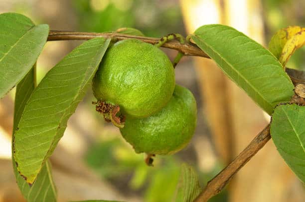Health Benefits of Guavava