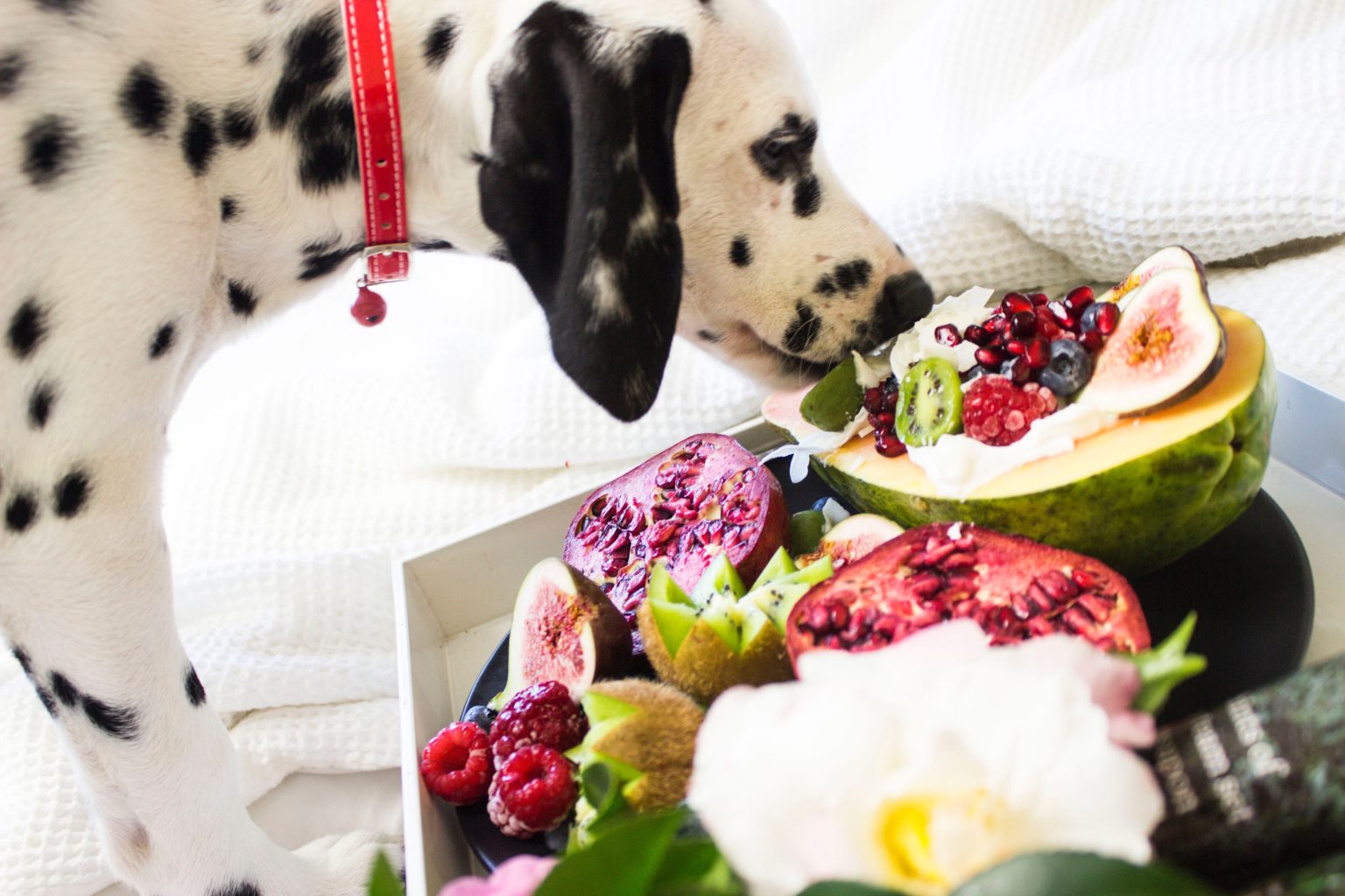 what-fruits-and-vegetables-can-dogs-eat-a-guide-for-pet-lovers