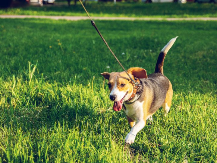 Best Dog Leash For Untrained and Trained Dogs