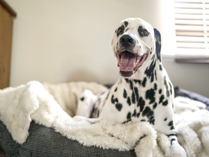 Best Washable Dog Bed For A Good Night’s Sleep