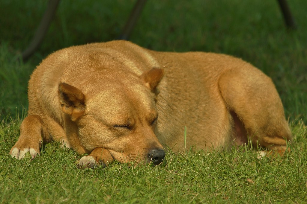 How Much Do Dogs Sleep Know More About Dog Sleeping