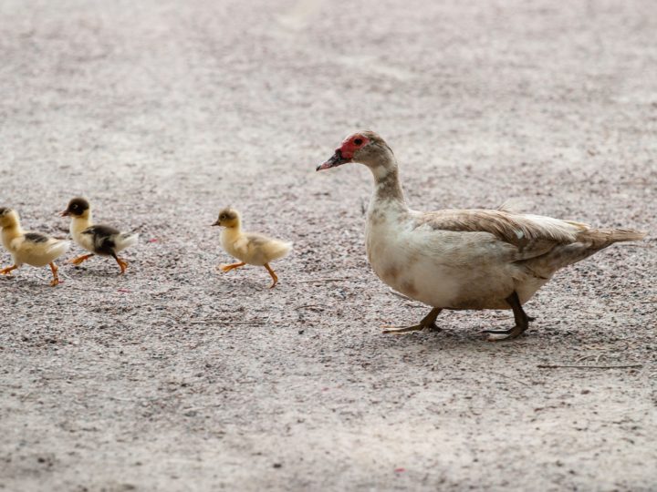 How Long Ducks Live?